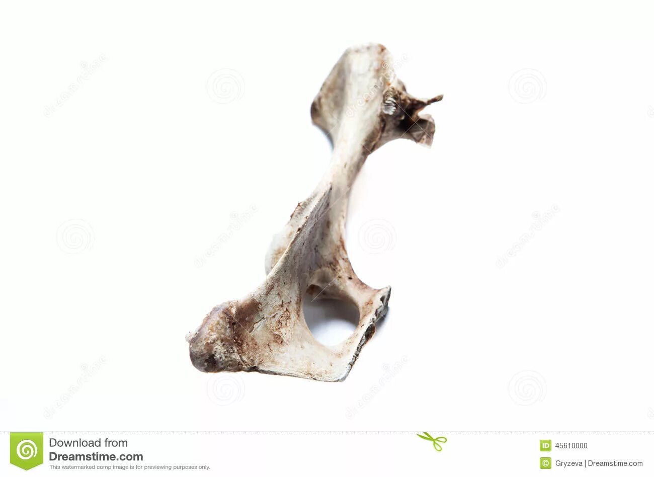 Old bone