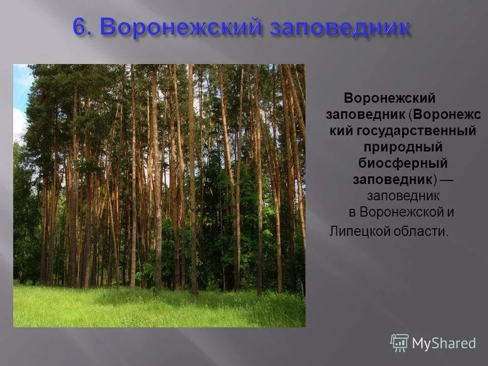 Заповедники и национальных парков Воронежской. Заповедники и парки Воронежской области. Заповедники и национальные парки Воронежа. Проект биосферный заповедник. Биосферный заповедник примеры