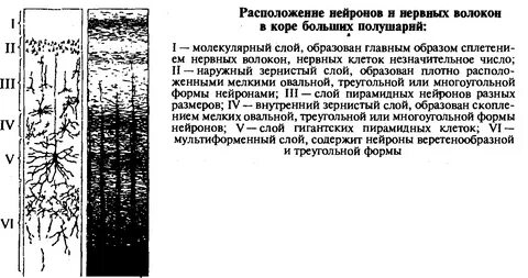 Нервные процессы в коре больших полушарий