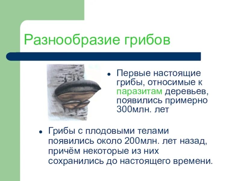 Многообразие грибов. Значение грибов. Значение грибов кратко. Значение грибов в природе.