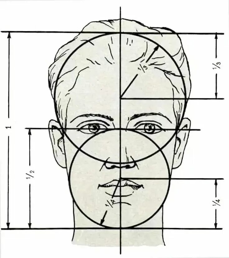 Лицо рисунок схема. Пропорции портретов сбоку. Пропорции лица человека для рисования сбоку. Пропорции головы человека порт рисовании. Рисование головы человека пропорции головы.