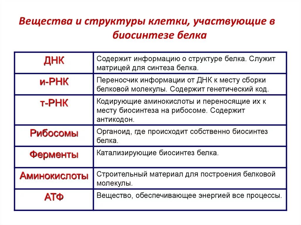 Значение биосинтеза. Вещества и структуры клетки участвующие в биосинтезе белка. Какова роль ДНК В процессе биосинтеза белка. Структуры участвующие в биосинтезе белка. Участники биосинтеза белка и их функции.