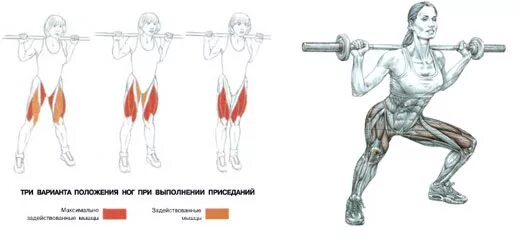 Техника выполнения приседа. Сумо приседания с гантелью мышцы. Присед сумо. Приседания сумо со штангой. Приседание сумо анатомия.
