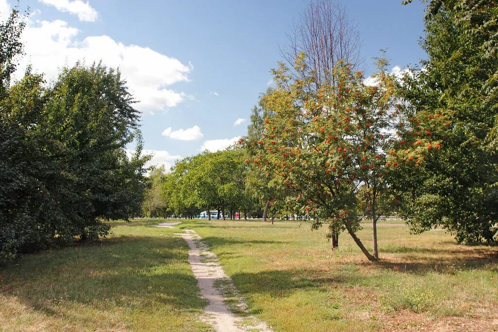 Сосенки царицыно. Парк Сосенки в Царицыно. Парк Сосенки Котловка. Парк Сосенки Нахимовский проспект. Парк Сосенки во Владимире.