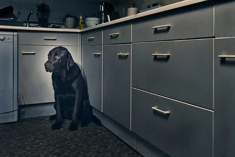 Scary dog