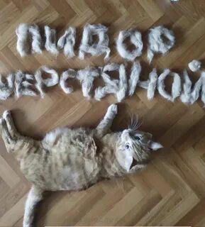 Слово кота на шерсть