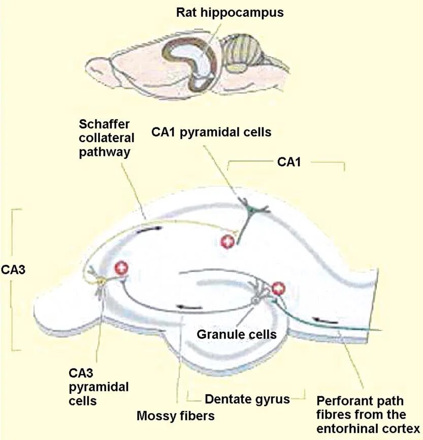 Cell path