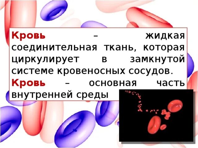 3 жидкая соединительная ткань. 3 жидкая соединительная ткань