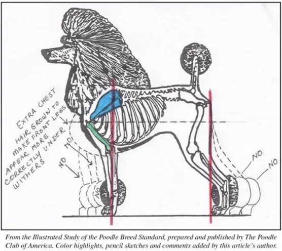 Схема стрижки пуделя Скандинавский Лев. Стандарт той пуделя РКФ. Строение карликового пуделя. Анатомия собаки пудель. Схема пуделя