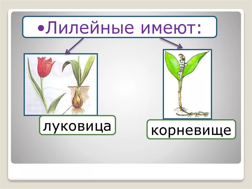 Класс семейства лилейные. Однодольные семейство лилейные. семейство лилейные строение. класс однодольные лилейные растения. покрытосеменные растения семейства лилейные.