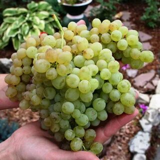 Кишмиш вкус