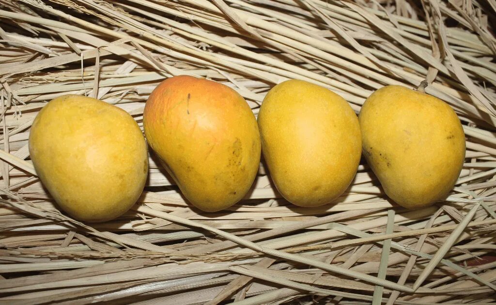 Манго сорт Альфонсо. Сорт манго Alphonso. Манго (сорт кат Чу). Сорта манго в Тайланде.