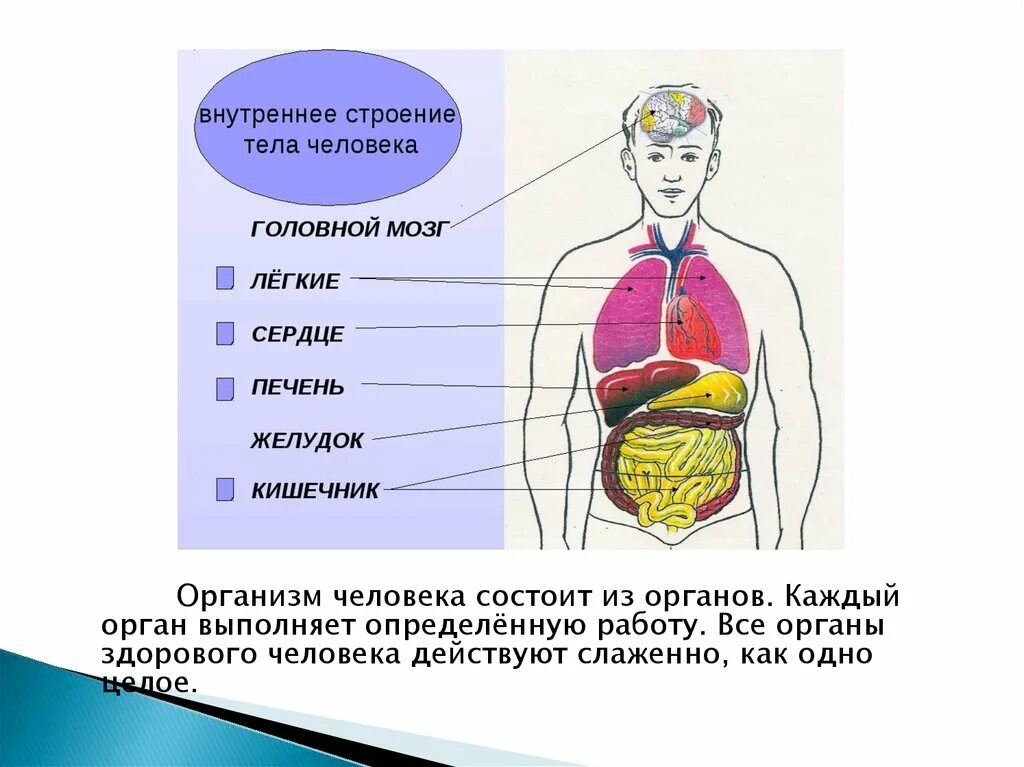 Форма органов человека