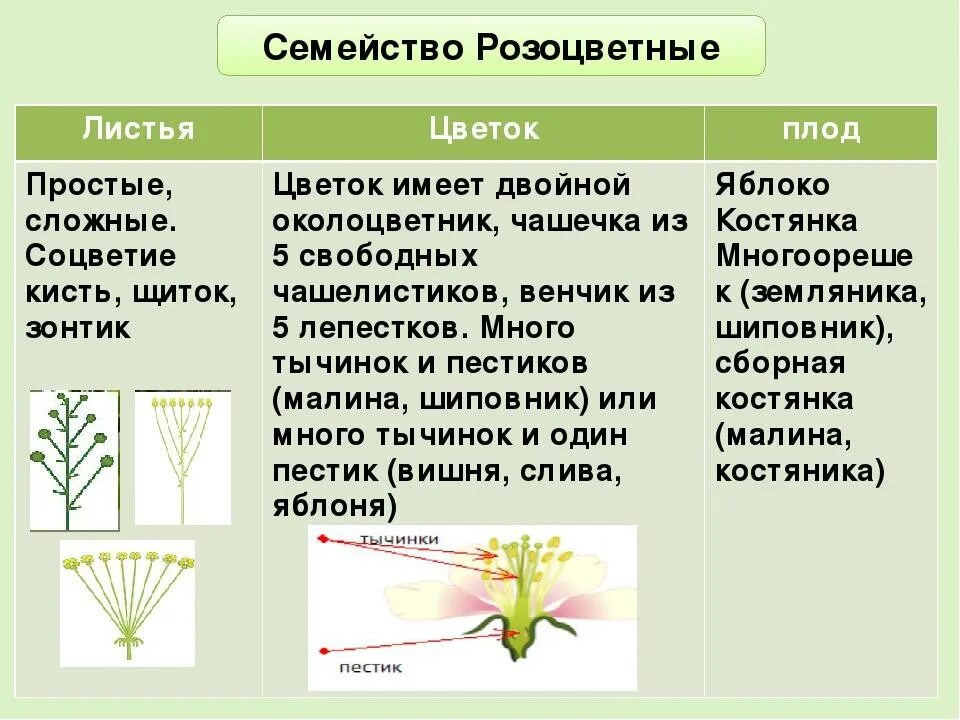 Каштан жизненная форма тип соцветия листорасположение. Семейство Розоцветные Тип соцветия. Розоцветные соцветие и плод. Строение листа семейства Розоцветные. Семейство Розоцветные ,плодоцветие.