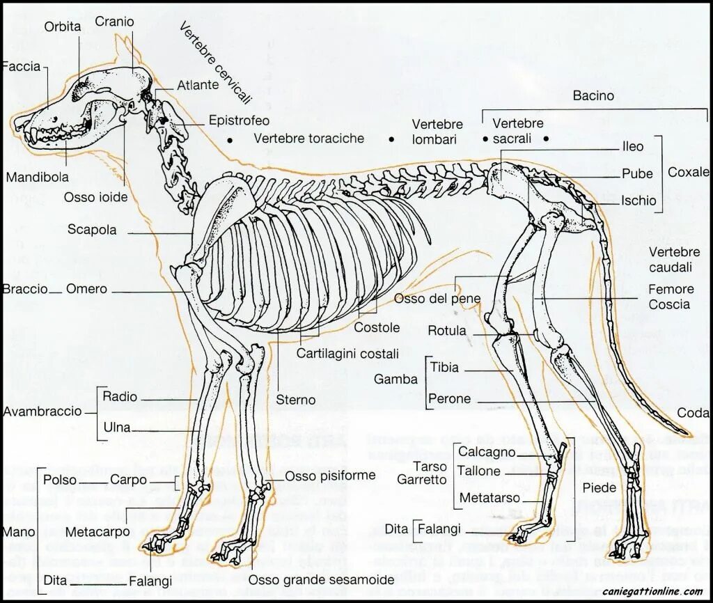 Анатомия скелета собаки Ветеринария. Плюсна анатомия собаки лапа. Анатомия собаки скелет передней конечности. Периферический скелет собаки.