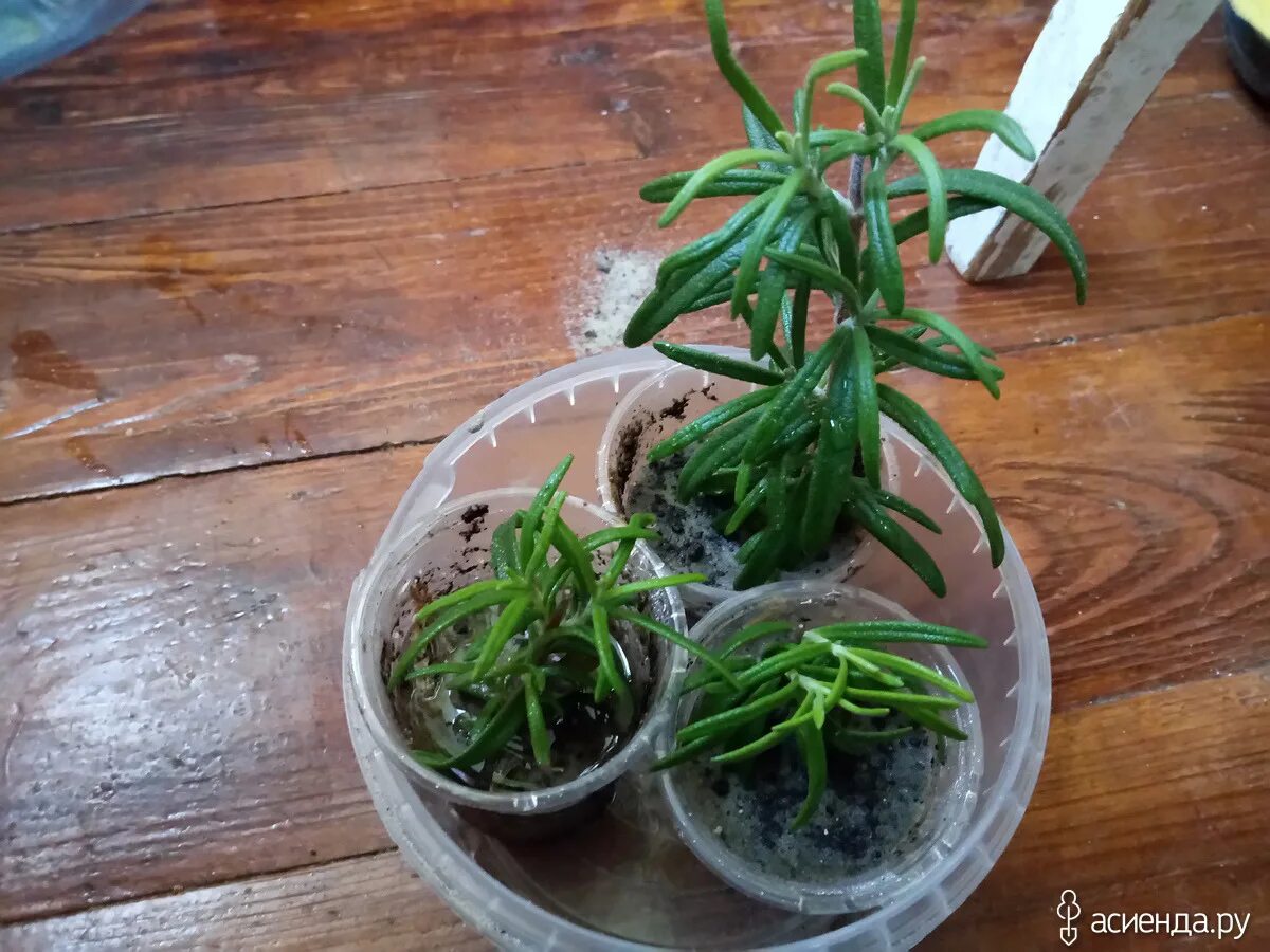 Розмарин р9. Розмарин ампельный. Розмарин размножение черенками. Как вырастить розмарин из веточки. Как вырастить розмарин из веточки.
