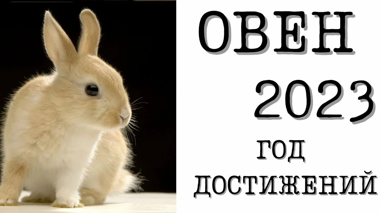 2023 год год овна. Дева 2022. 2023 год год овна. Овен. Овен.