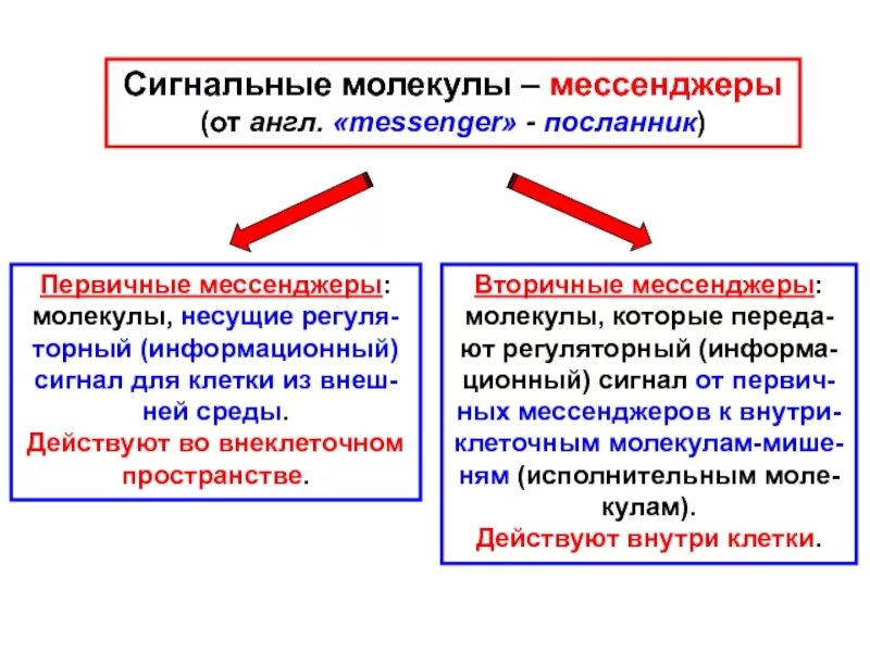 Система мессенджеров в сигнальной трансдукции презентация, доклад