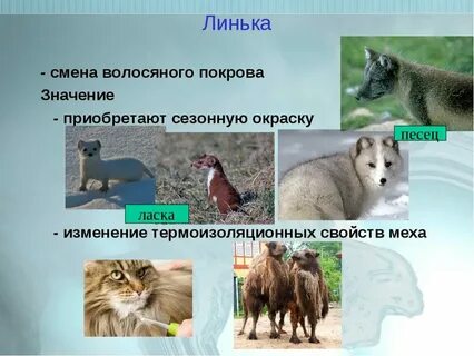Когда животные меняют окраску