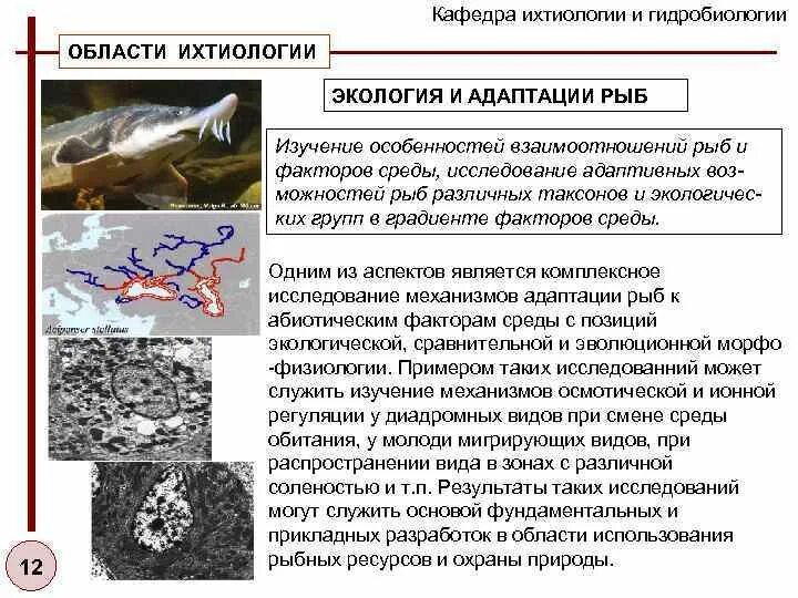 Какая биология изучает рыб. Адаптация рыб. Форма рыб адаптация. Экологические адаптации рыб. Примеры адаптации рыб.