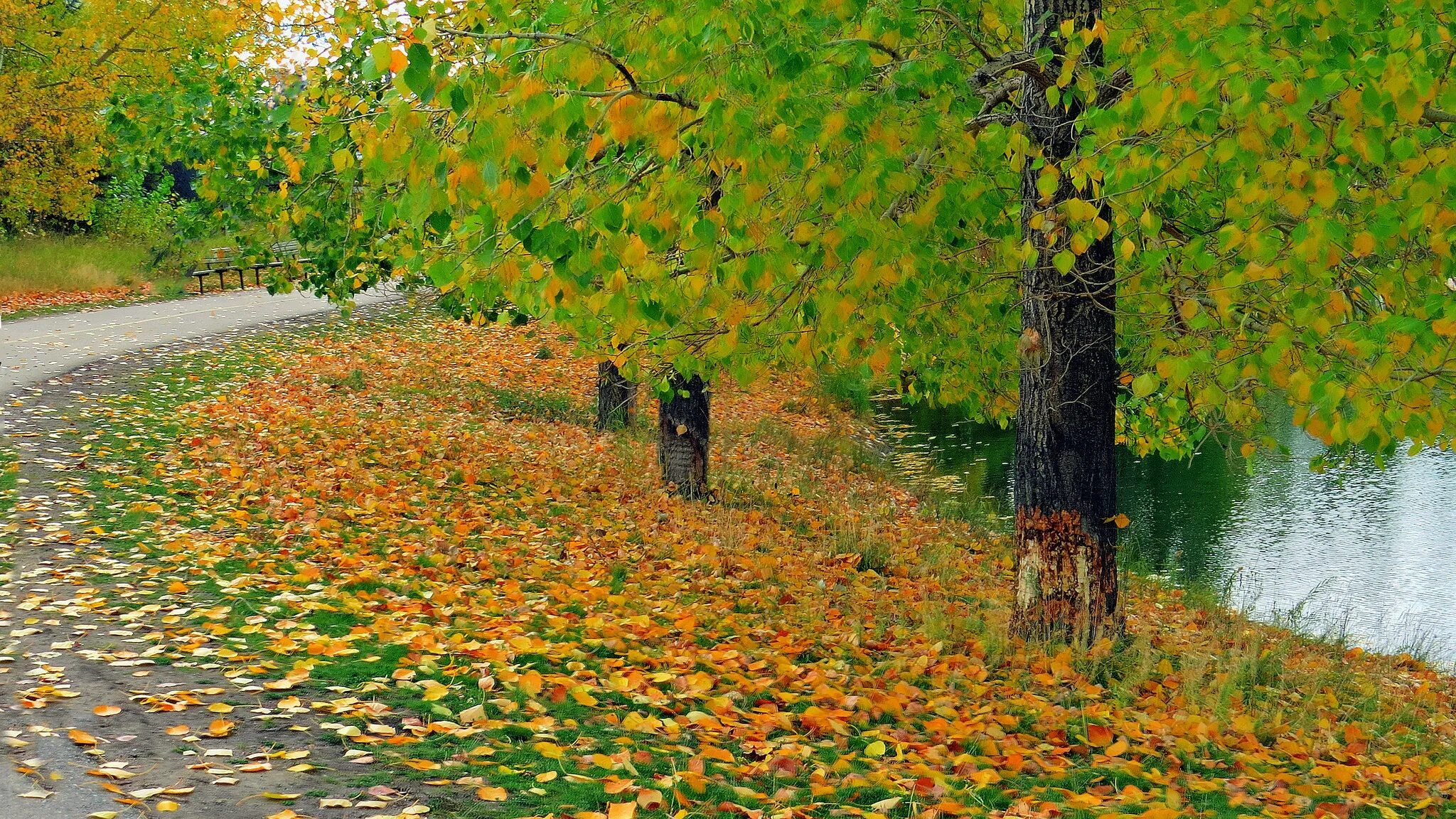 Ранний листопад. Осень листопад. красивая осень. осенняя пора. фон ранняя осень.