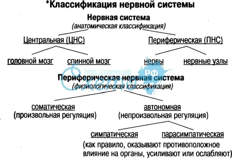 По каким принципам классифицируют отделы нервной. Классификация нервной системы схема. Нервная система анатомическая классификация схема. Классификация неовоной си. Классификация нервной системы таблица.