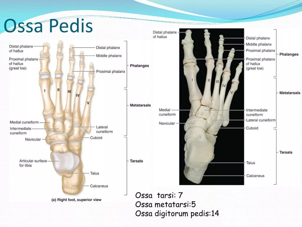 Ossa перевод с латинского. стопа анатомия латынь. Laterale латынь. кости запястья (ossa carpi). Carpi и metacarpi.