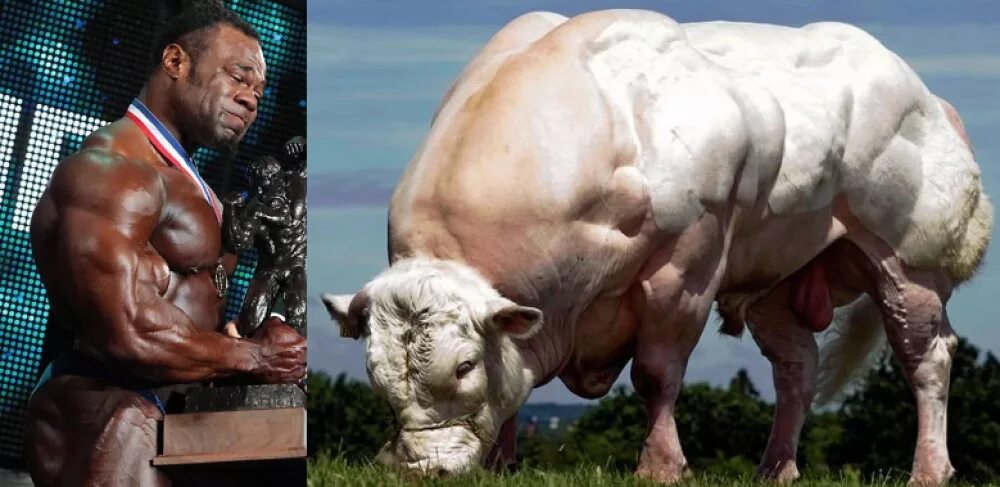 Генетически модифицированные люди. Генномодифицированные люди. генно измененные животные.