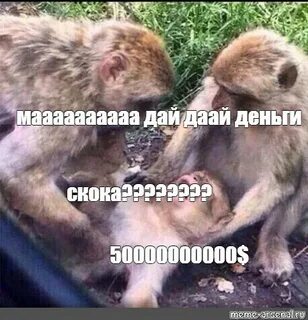 Мем обезьяна где