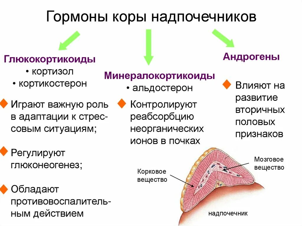 Надпочечники гормон роста. Гормоны коркового слоя надпочечников. Гормоны коркового слоя надпочечников функции. Гормон коры надпочечников альдостерон. Сетчатая зона коры надпочечников вырабатывает гормоны.