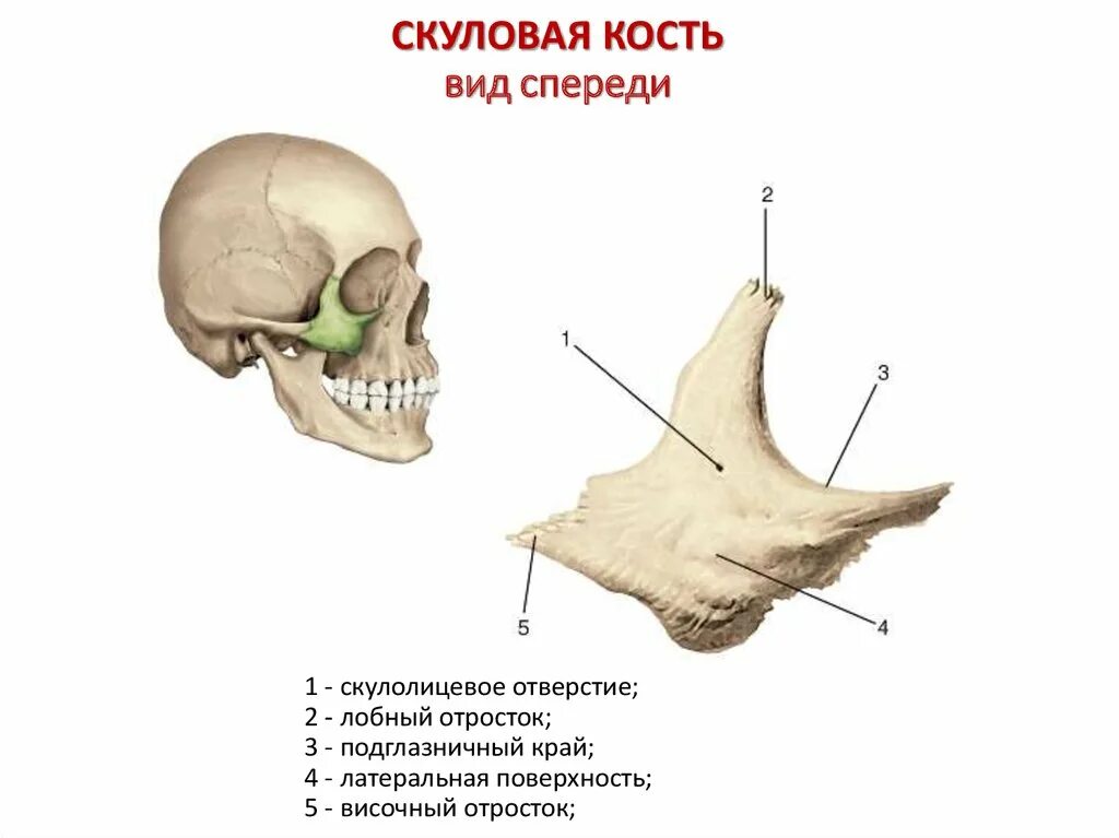 К какому отделу черепа относится скуловая кость. Скуловая кость анатомия строение. Скуловая кость черепа человека. Отростки скуловой кости анатомия. Скуловая кость черепа анатомия.