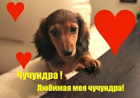 Скачай чучундру