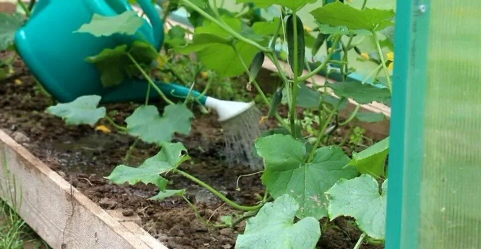 Подкормка огурцов для плодоношения в открытом грунте. Капельное орошение огурцов. полив огурцов в теплице. капельный полив для огурцов. капельный полив огурцов в открытом грунте.