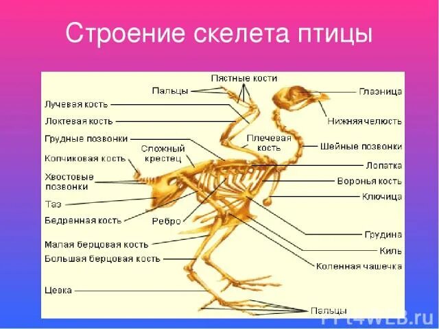 Какие особенности строения скелета птиц не связаны. Строение скелета птицы. Строение скелета птицы схема. Внутреннее строение птиц скелет. Птицы скелет презентация.