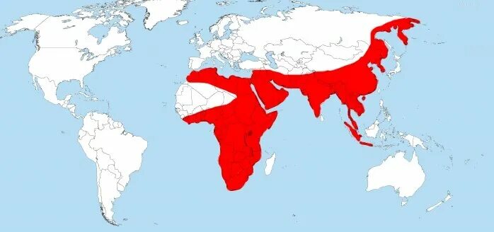 Ареал обитания леопардов в россии. Ареал обитания леопардов на карте мира. Карта обитания леопардов в мире. Леопард ареал обитания. Леопард ареал обитания.