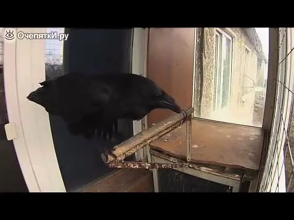 Ворон залетел в окно. Дом ворона. Ворон залетел в квартиру.