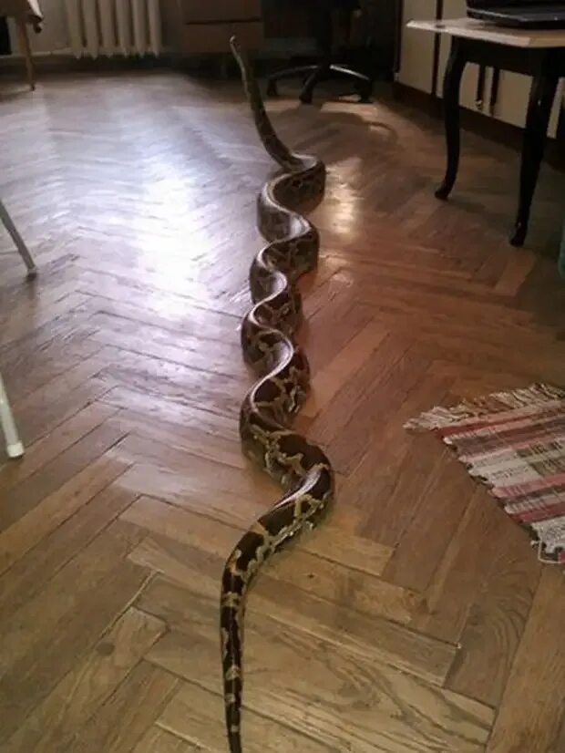 Домашний удав. Змея в доме. Дом змейка. Змеи в квартире. Питон в квартире.