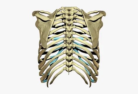 Rib cage