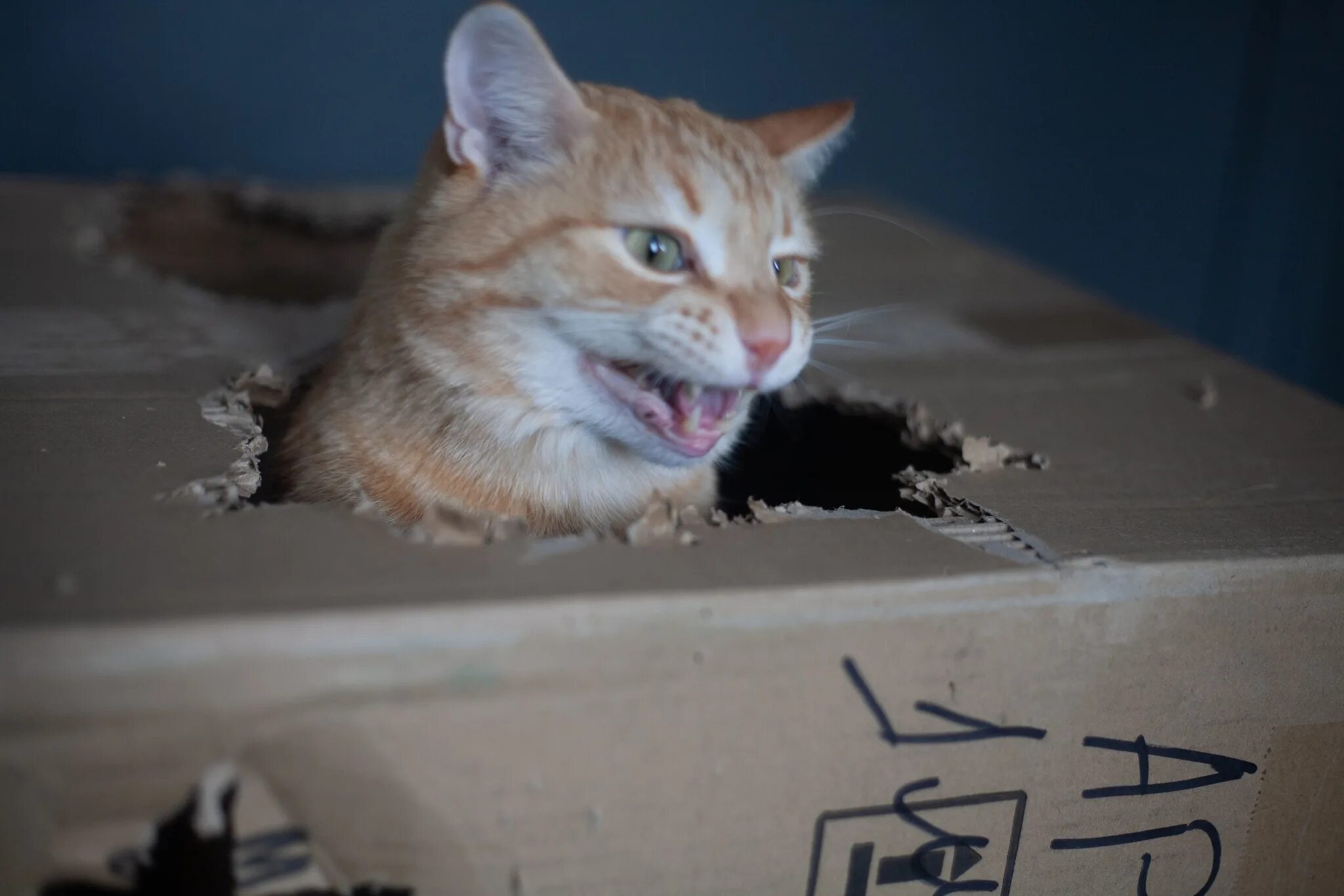 Кот грызет мем. Кот грызет. котик грызет коробку. кот и коробка.