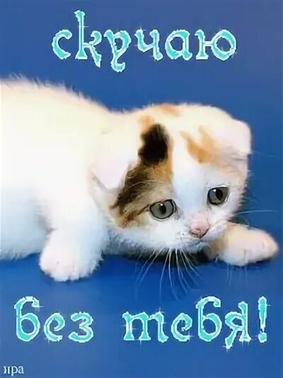 Очень соскучился по тебе картинки. Скучаю. скучаю по тебе. открытки с котиками скучаю. я соскучилась по тебе.