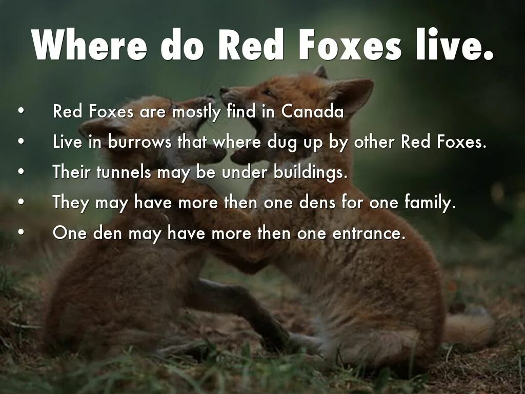 Red foxes работа. Red foxes работа