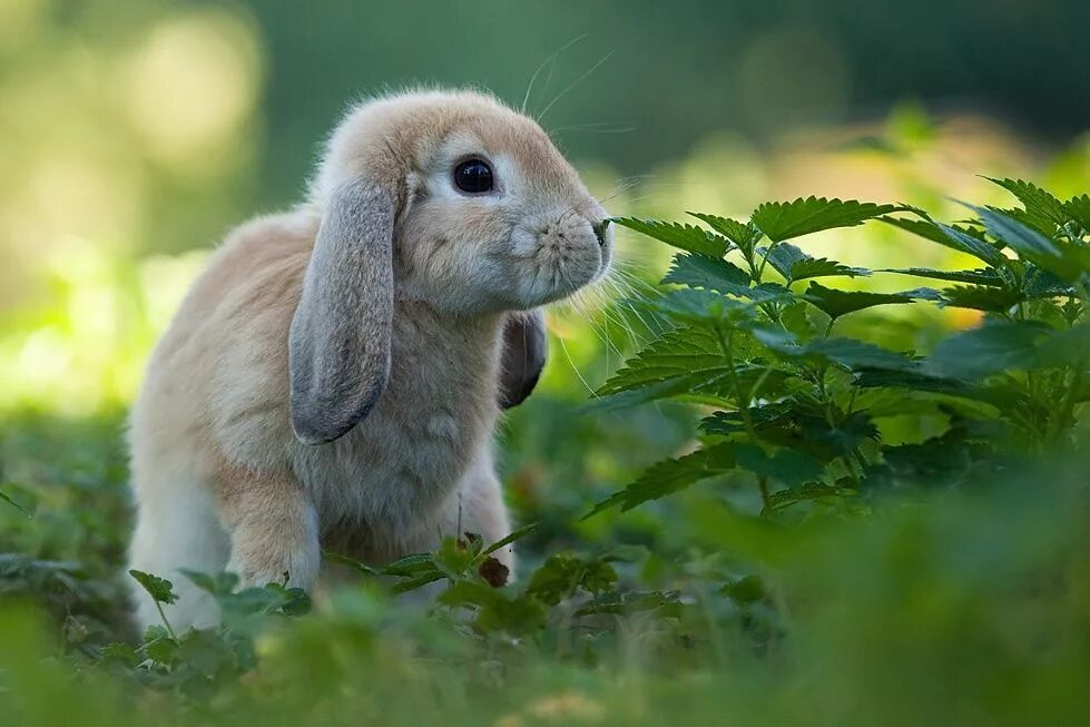 Зайчик зайчата. Милые зайчики. Милый зайчик. Милый кролик. Фото зайчика милого.