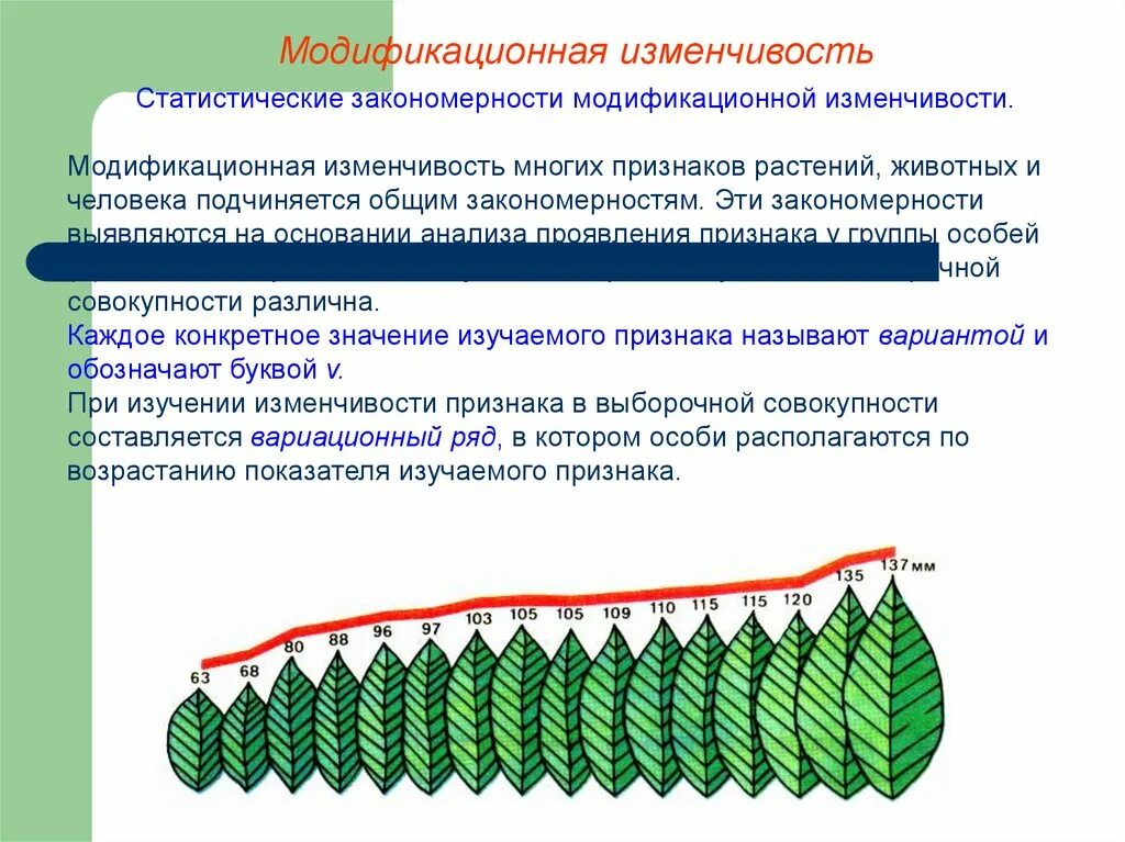 При модификационной изменчивости изменяется. Модификационная изменчивость одуванчика. характеристика модификационной изменчивости. групповой характер модификационной изменчивости. закономерности изменчивости.