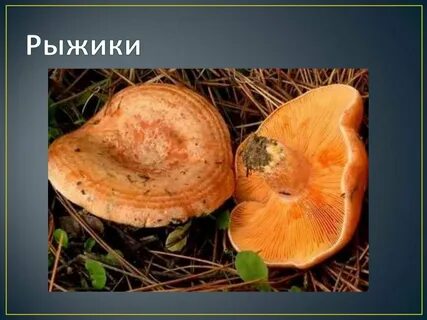 Лисичка сыроежка рыжик грибы