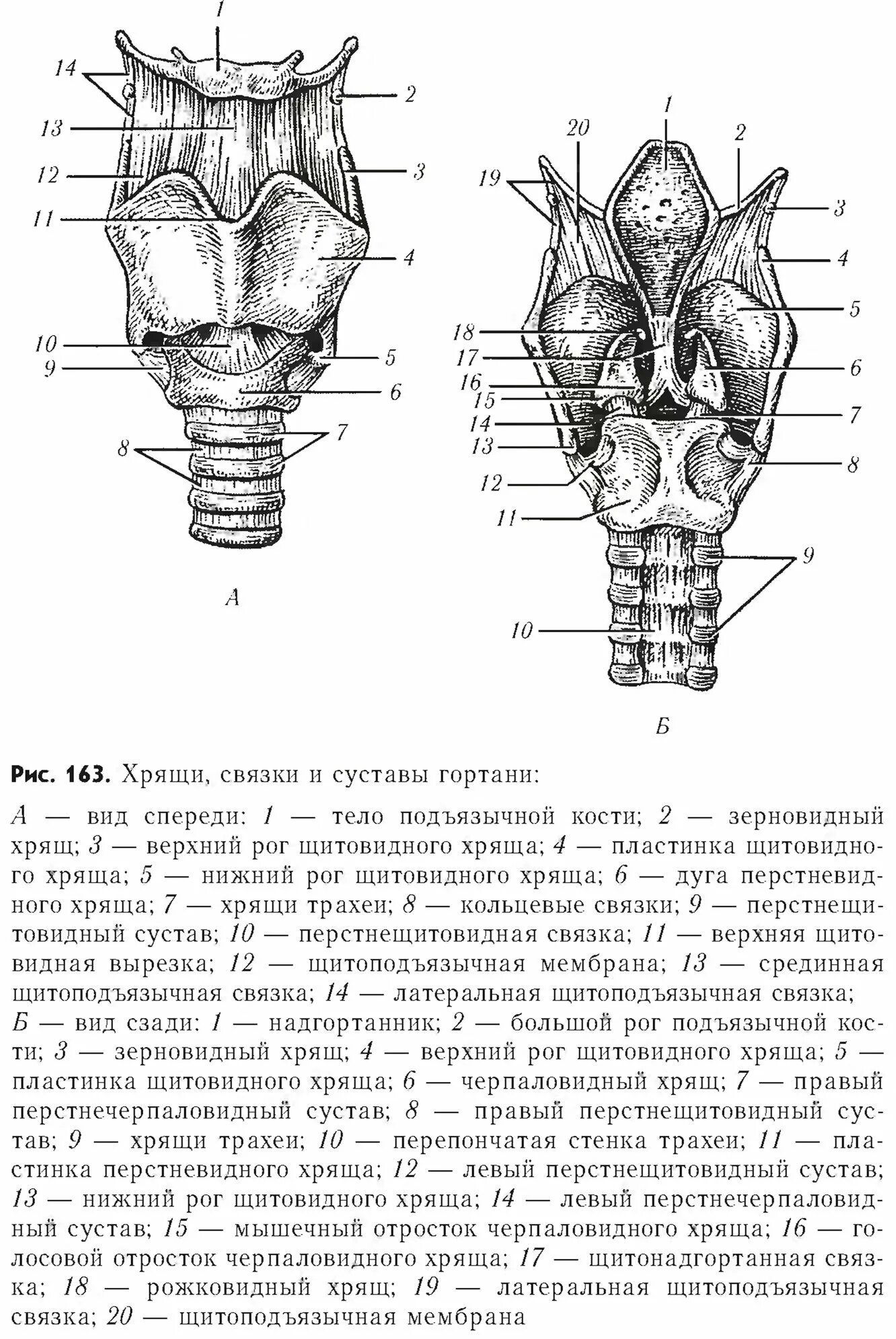 Хрящи связки. Хрящи связки и суставы гортани. Верхний рог щитовидного хряща гортани. Связки и хрящи гортани вид спереди. Щитоподъязычная связка.