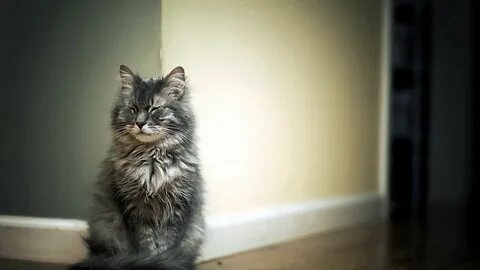 Коты сидят дома