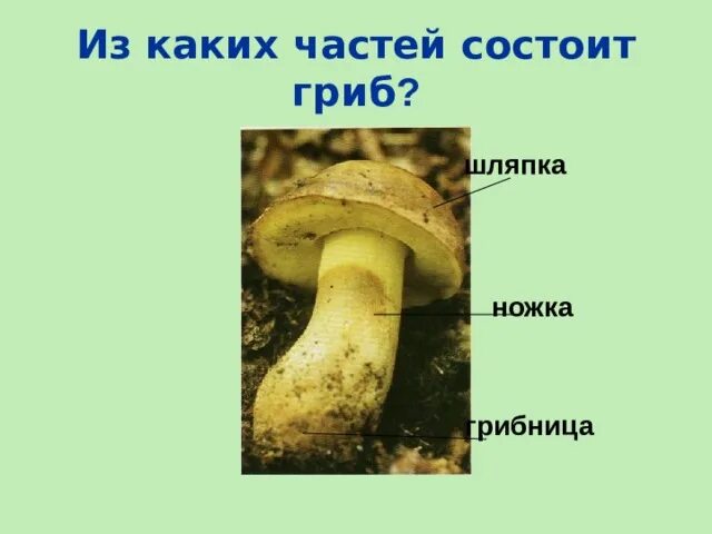 Шляпка гриба предложение. Из каких частей состоит гриб. окружающий мир тема грибы. из каких частей состоит гриб окружающий мир. ножка гриба состоит из.