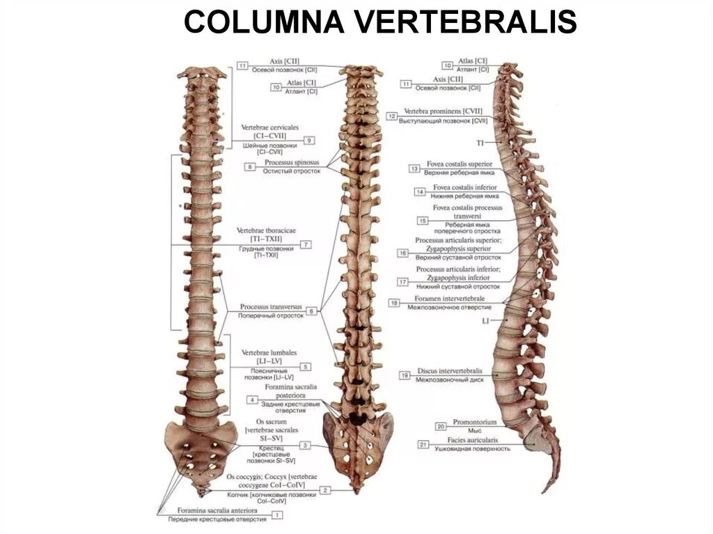Верную последовательность расположения отделов позвоночника. L1 l2 позвонки. Позвоночный столб анатомия на латыни. Позвонки и Позвоночный столб анатомия. Позвоночная кость анатомия.