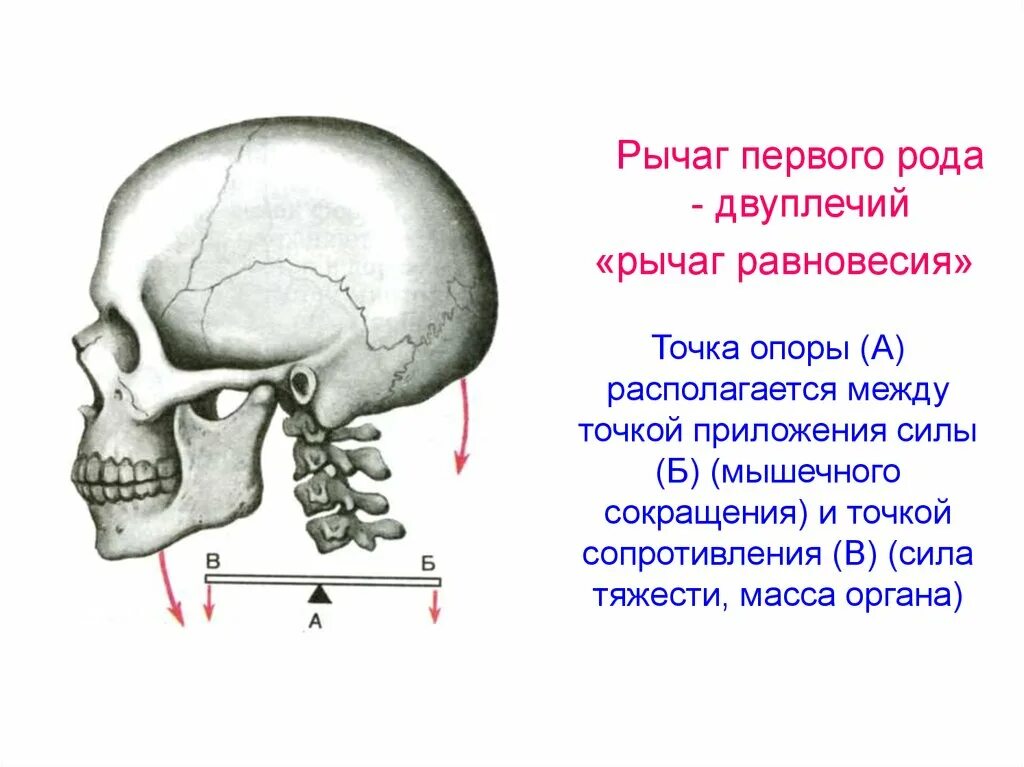 6 35 находится между. Двуплечий рычаг первого рода. Рычаг равновесия 1 рода. Рычаги 1 рода в теле человека. Рычаг первого рода череп человека.