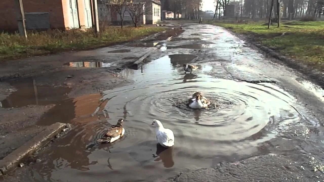Ловит в луже. Утки в луже. уточка в луже.